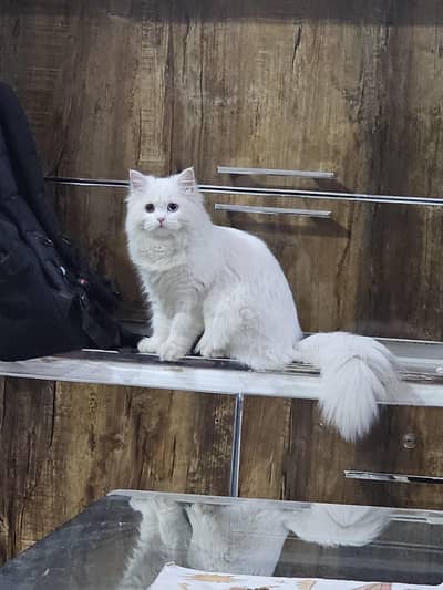 Persian female cat