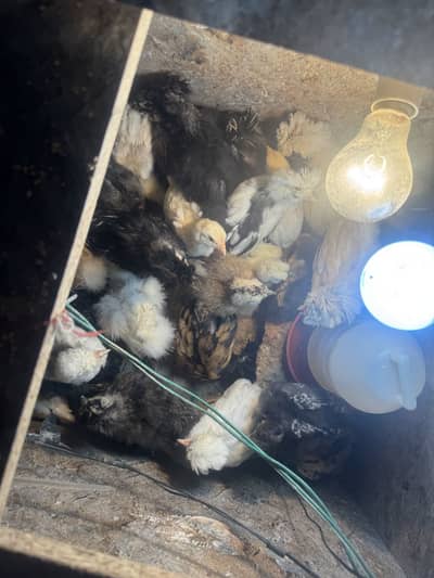 Silkie and polish chicks for sale