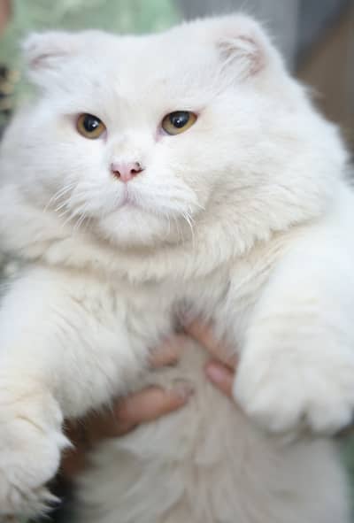 خوبصورت Scottish Fold میل کیٹ برائے فروخت – ہیلتھی اور ایکٹیو