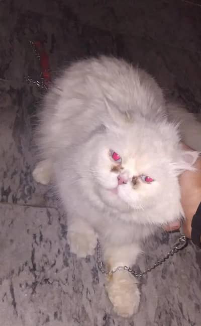 Persian cat
