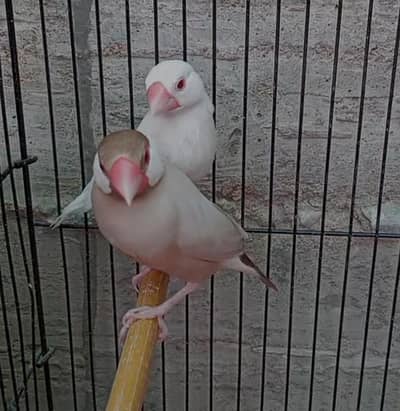 fawn java male albino java female pair