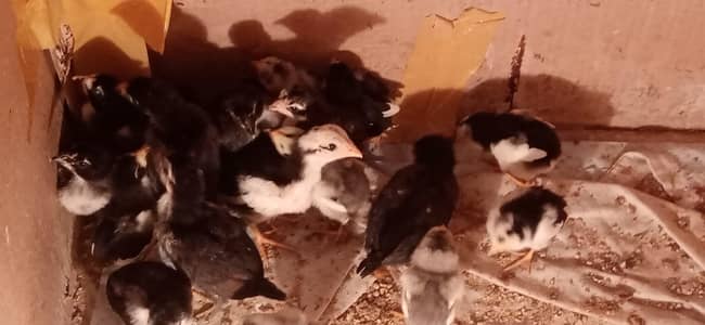 Aseel Imported Chicks