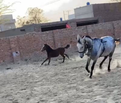 Beautiful Filly horse