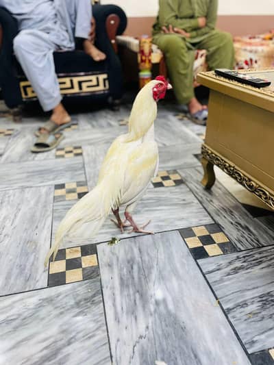 Heera top quality aseel patha