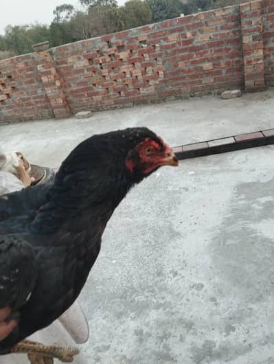 mushki aseel long height murgi breeder madi hai