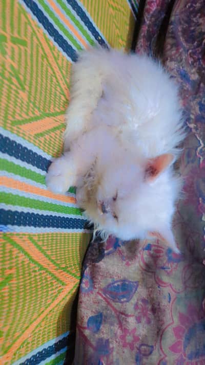 White Femal Persian kitten