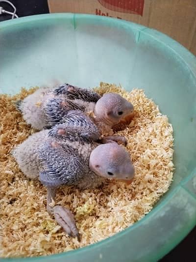 Alexandrine parrot 2 chicks newly born