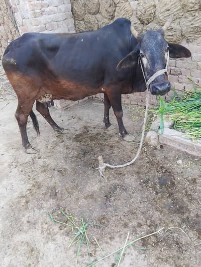 cow for sale