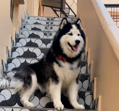 Husky Male Pedigree Dog