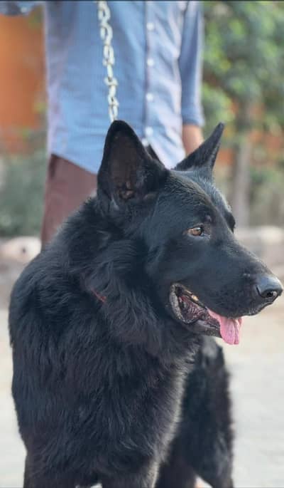 Black GSD available for stud
