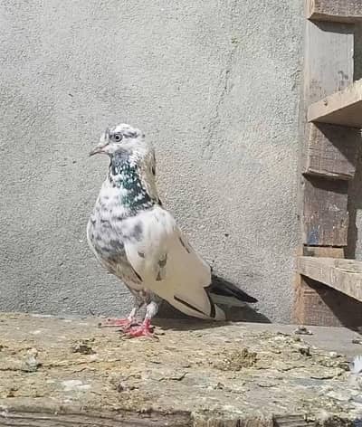 pure tady madi ha jisi chia rabta kro