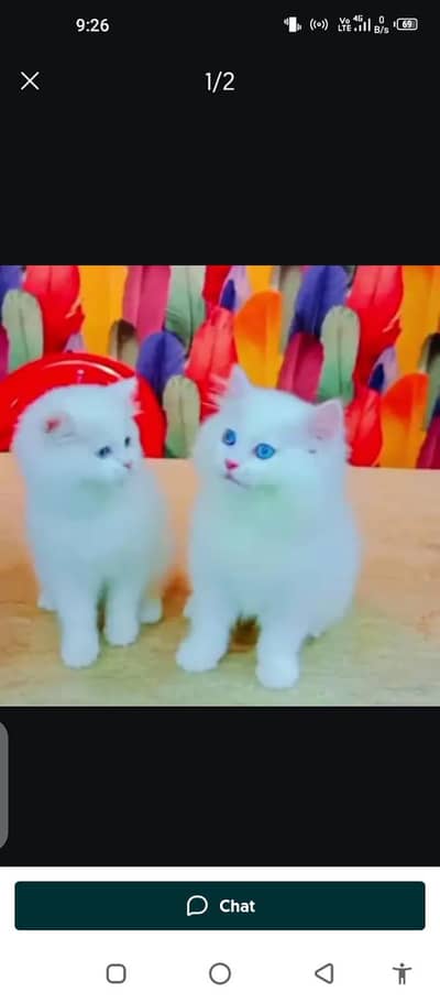Persian cat for sale male or female my WhatsApp number 0343=78=96662