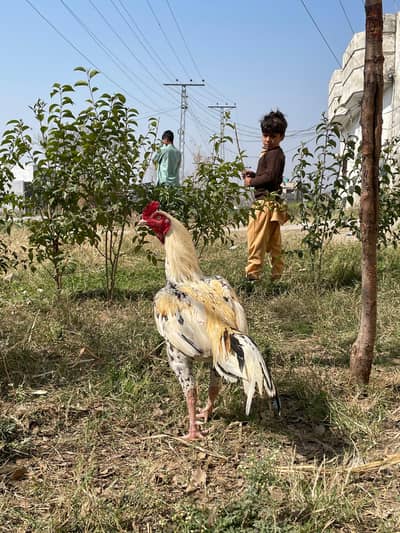 Topla Jawa breeder For sale