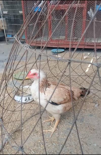 ASEEL MURGI FOR SALE