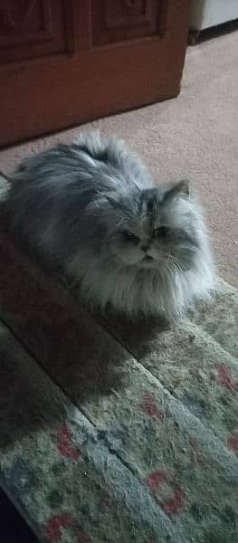 Persian Extreme punch Face cat