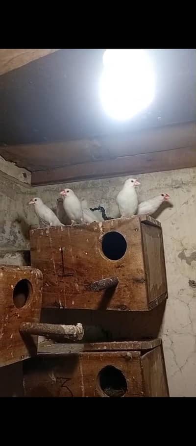 jawa birds healthy and active