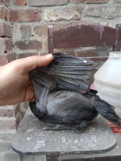 Dragon | Burmi | Black O shamo | White O Shamo | Bovan Brown | Cage