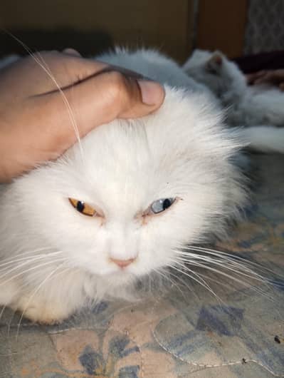 Two different eyes for car white Persian cat