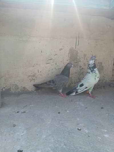High flyer females pigeons for sale