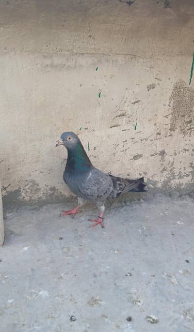 High flyer females pigeons for sale