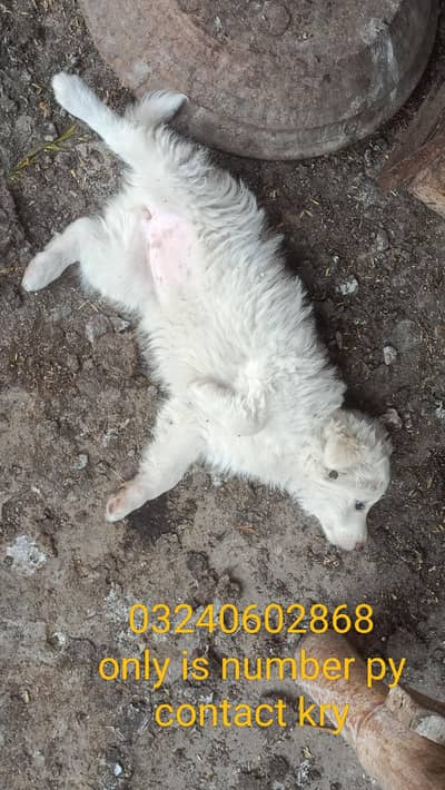 03240602868 contact is py kren 2.50 month age friendly pupy active