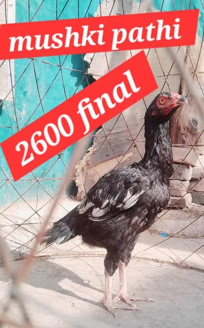 Aseel/Desi/patha/pathi/morgi/morga  rawalpindi