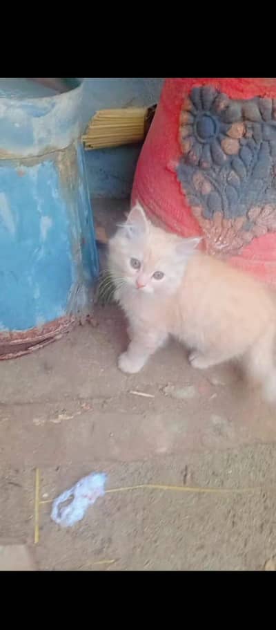 Persian Cats (Different)