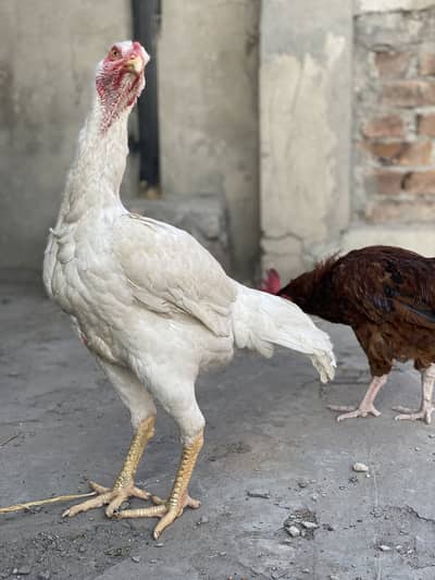 Pure White Shamo Female