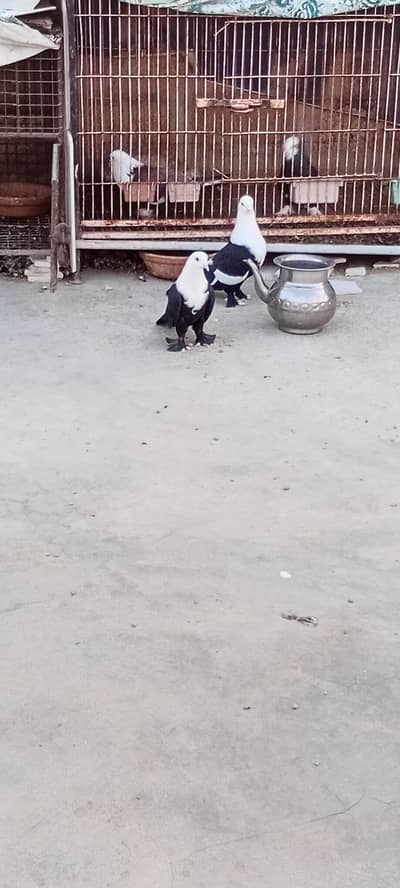karbalai pigeons for sal  nd mukhi mali nd extra karbalai male