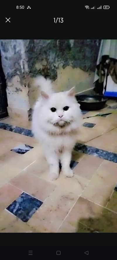 pershion male cat available for stud service