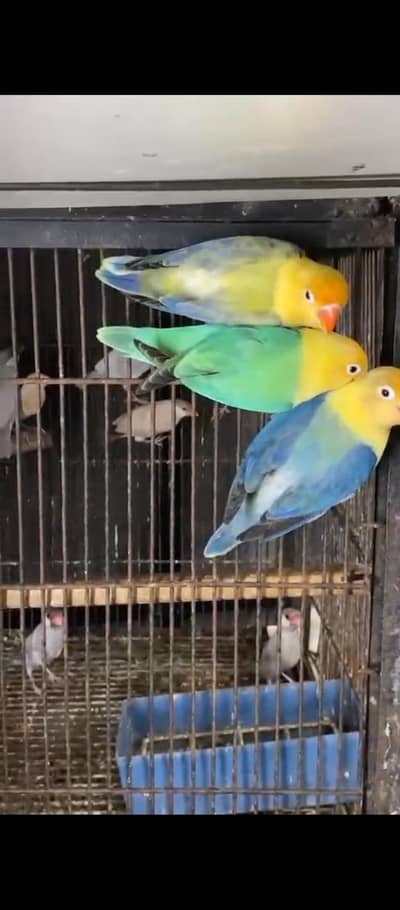 beautiful colour Love bird activ healthy