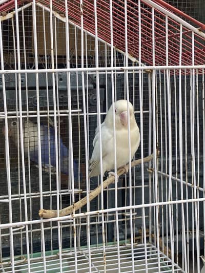 Assslamu alikum need for albino feamale red eye