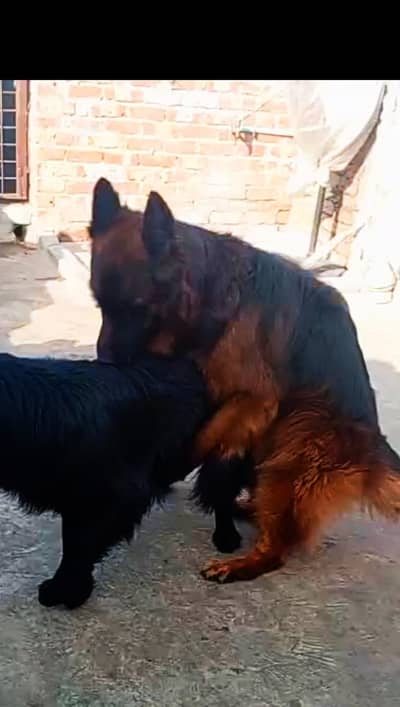 import quality gsd male only for stud 03424061400 on whatsApp