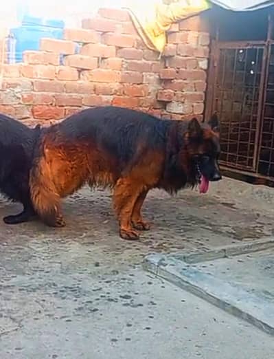 import quality gsd male for sale 03424061400 on whatsApp