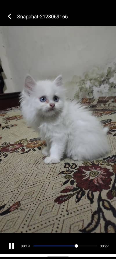 Persian male blue eyes kitten 