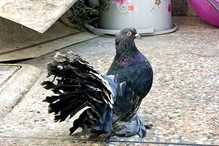 Indian Fantail Female