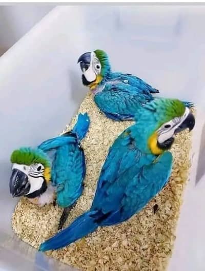 macaw parrot 2month age My WhatsApp number 03494878406 for sale