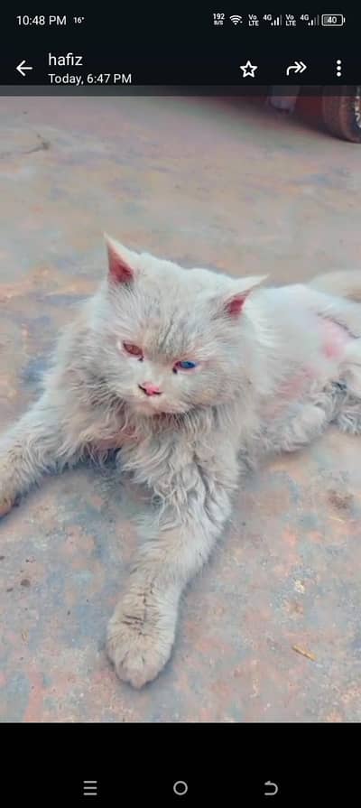 Persian cat double puff