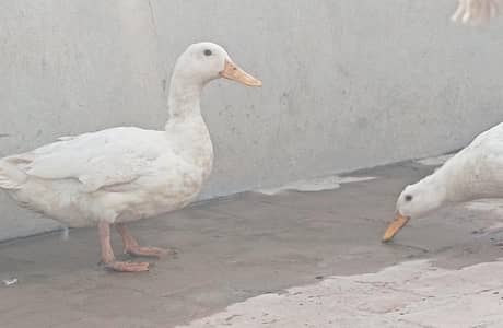 eggs laying pair white ducks
