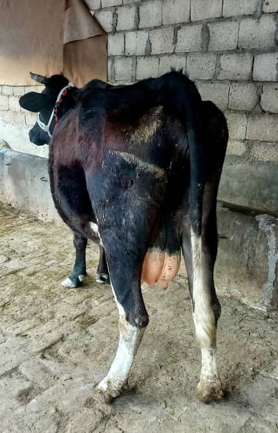 cow for sale