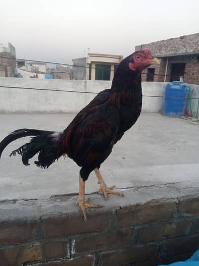 Aseel patha for sale