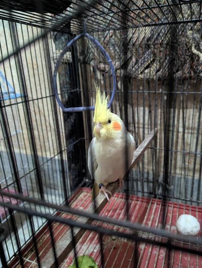 hand tame common white female cocktail+ wild grey male with eggs