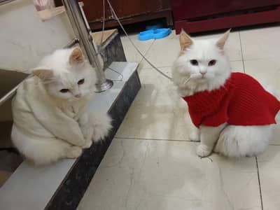 triple coated male odd eyes and female hazel eyes