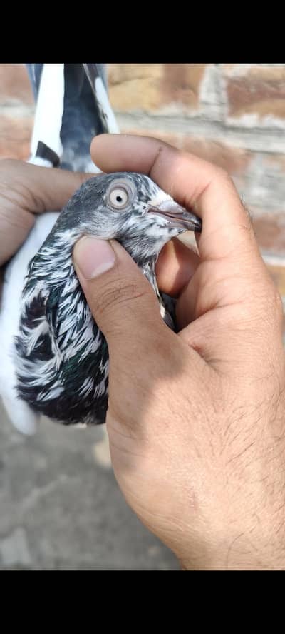 Only bachy for sale Mian Nazeer bloodline