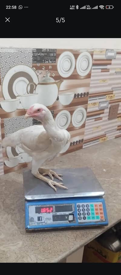 *White shamo Females for sale*