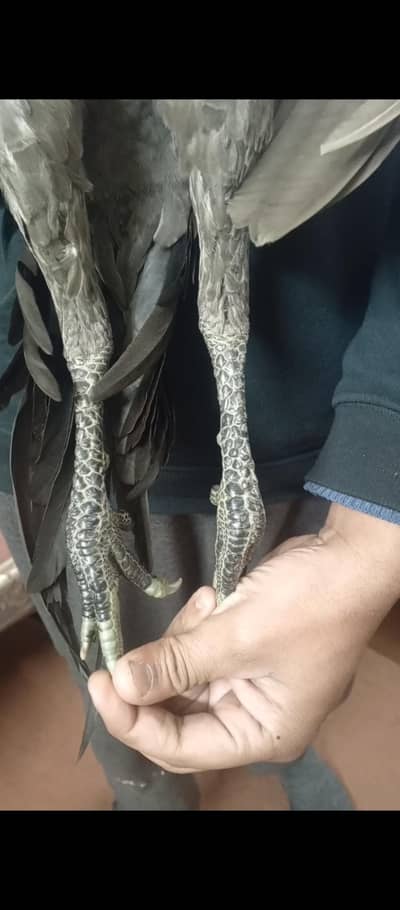 dragon Male for sale