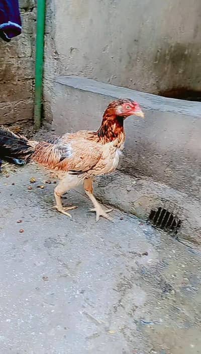 Aseel Murgi For sale