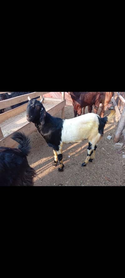 Bakra for Qurbani 2026