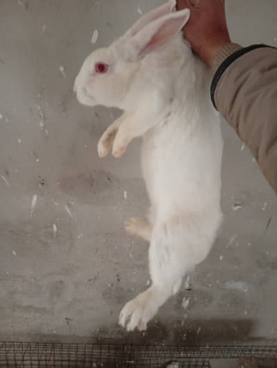 Newziland white rabbit