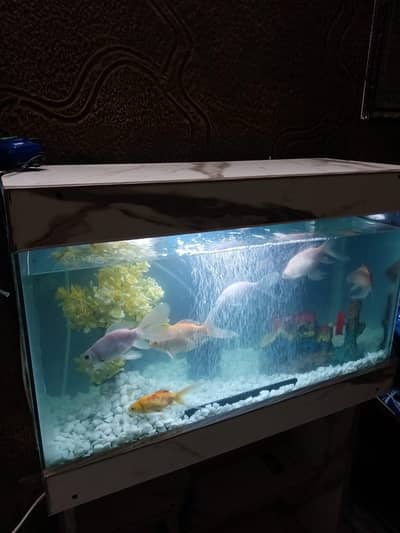 2.5Ft Fish Aquarium